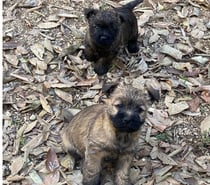 Chiot Cairn Terrier