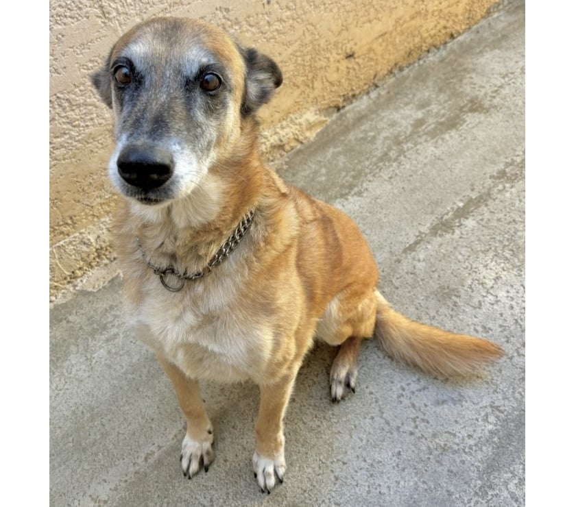 Don animaux Beziers Hérault - Photos Vivastreet TAGLIATELLE, chienne type berger 10 ans non lof SAUVETAGE
