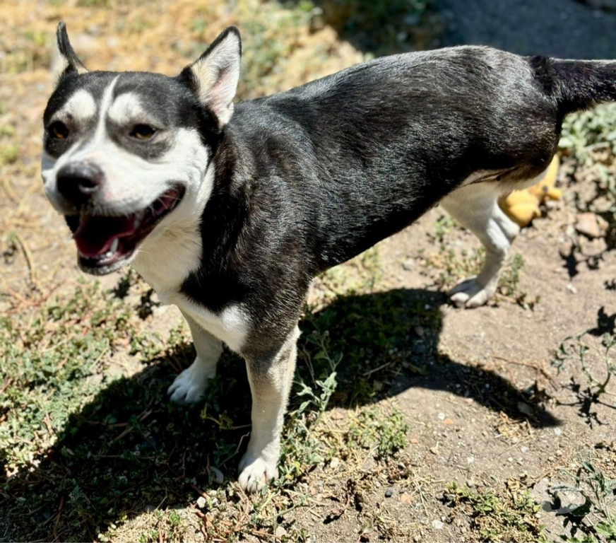 Don animaux Gard Nimes - Photos Vivastreet ALASKA, chienne type husky TRIPATTES 1 an non lof