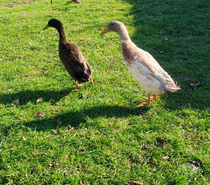 Deux Male canards