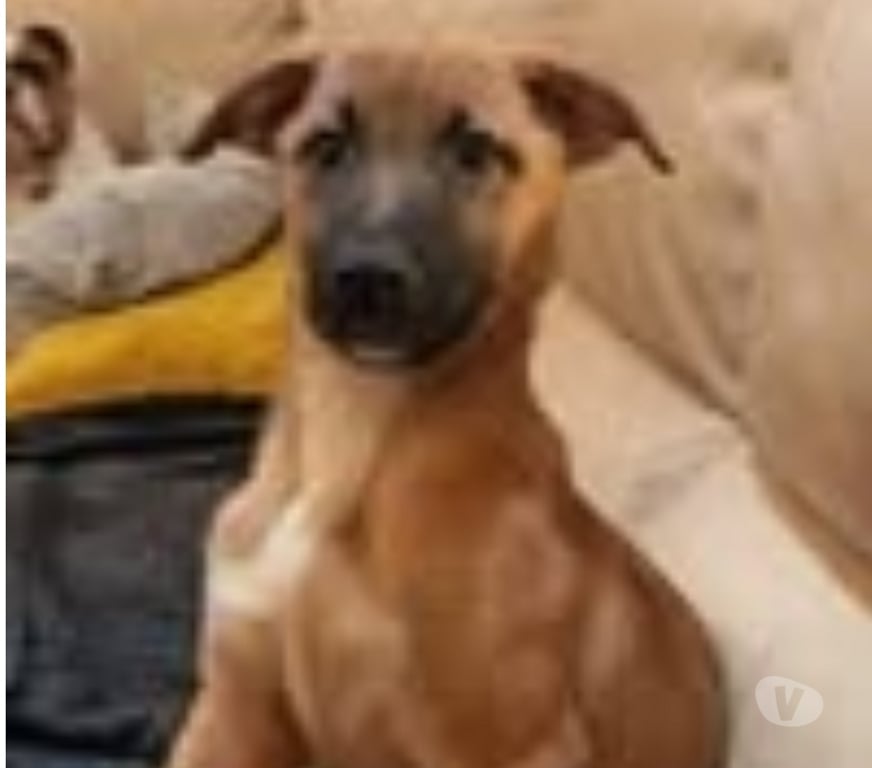 Don animaux Drôme Pierrelatte - 26700 - Photos Vivastreet Chien BLUE à l adoption