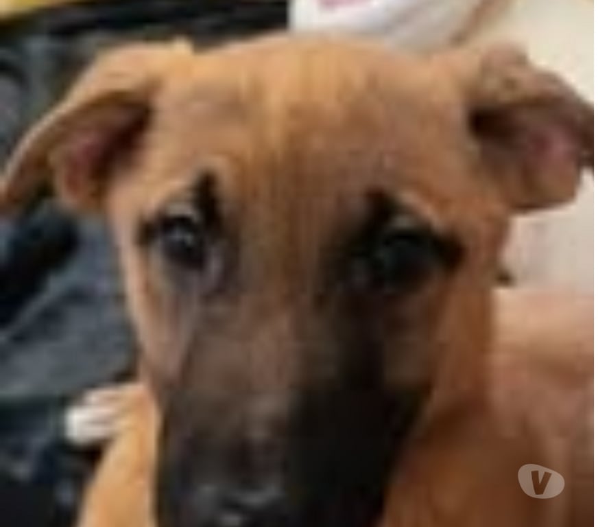 Don animaux Drôme Pierrelatte - 26700 - Photos Vivastreet Chien BLUE à l adoption