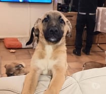 Chien BLUE à l adoption