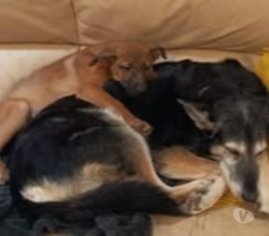 Don animaux Drôme Pierrelatte - 26700 - Photos Vivastreet Chien PINK à l adoption