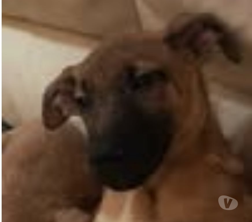 Don animaux Drôme Pierrelatte - 26700 - Photos Vivastreet Chien PINK à l adoption