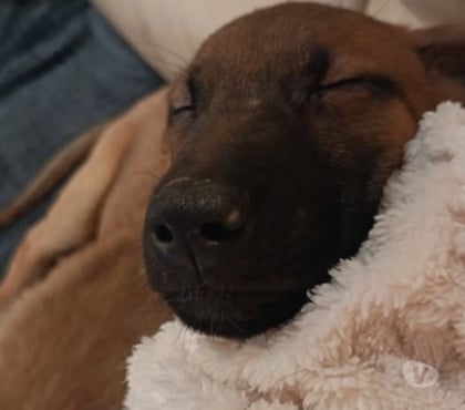 Don animaux Pierrelatte Drôme - Photos Vivastreet Chien PINK à l adoption