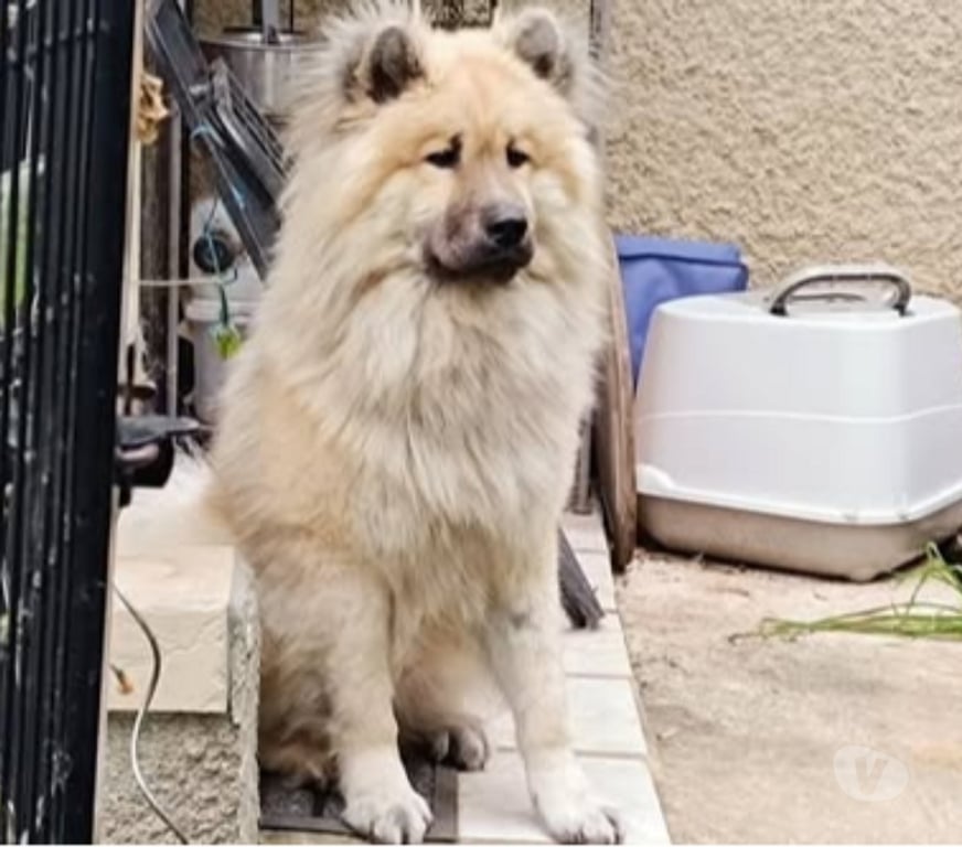 Don animaux Ardèche Vernosc les Annonay - 07430 - Photos Vivastreet Chien VOLF à l adoption