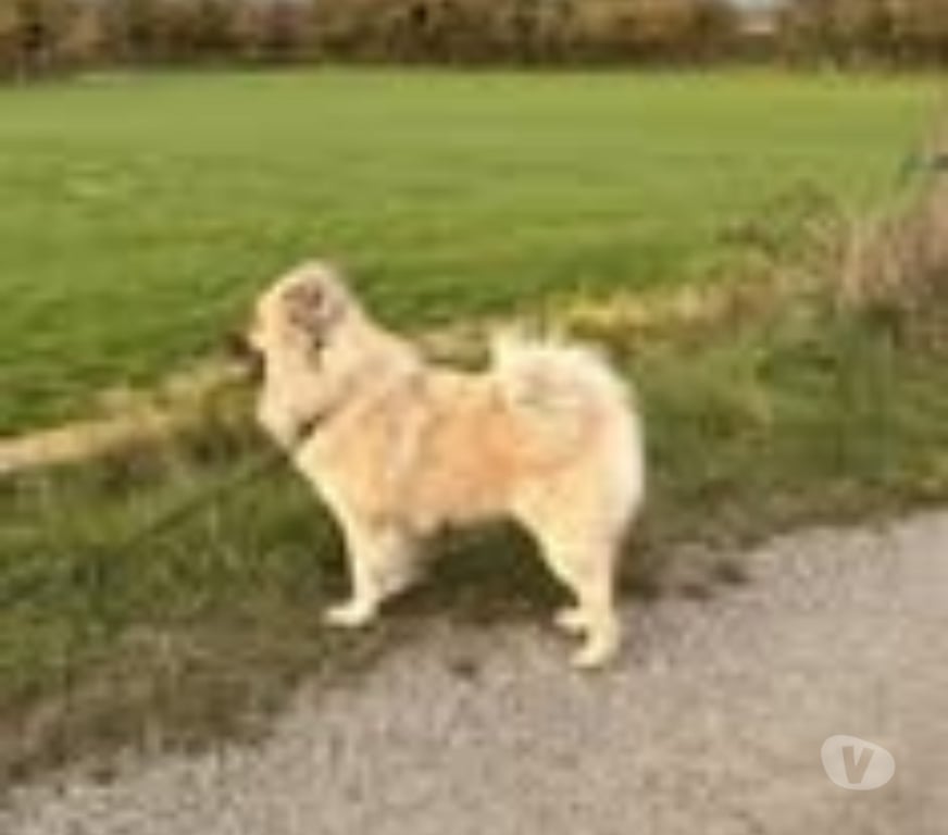 Don animaux Ardèche Vernosc les Annonay - 07430 - Photos Vivastreet Chien VOLF à l adoption