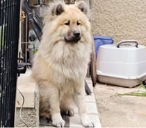 Chien VOLF à l adoption