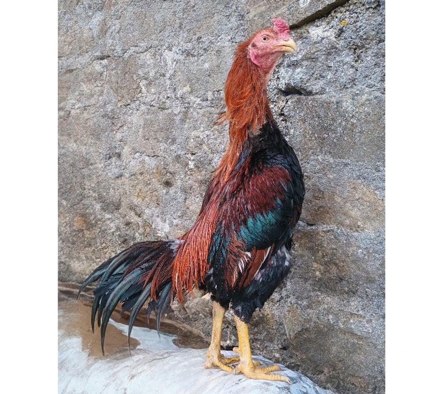 Vente Ille-et-Vilaine Rennes - Photos Vivastreet Lot de coq et une poule