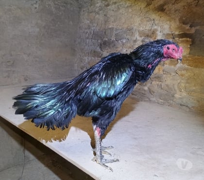 Vente Rennes Rennes - Photos Vivastreet Lot de coq et une poule