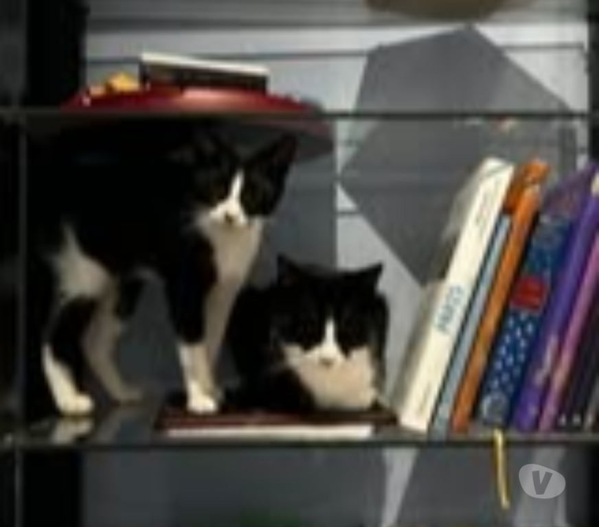 Don animaux Drôme Claveyson - 26240 - Photos Vivastreet Chat ANAKIN à l adoption