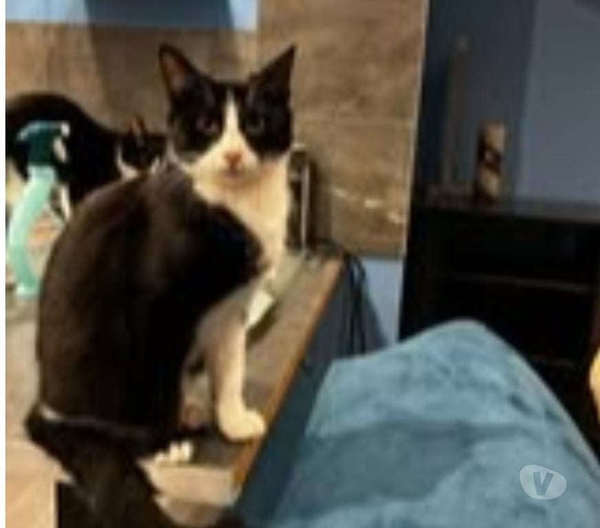 Don animaux Drôme Claveyson - 26240 - Photos Vivastreet Chat ANAKIN à l adoption