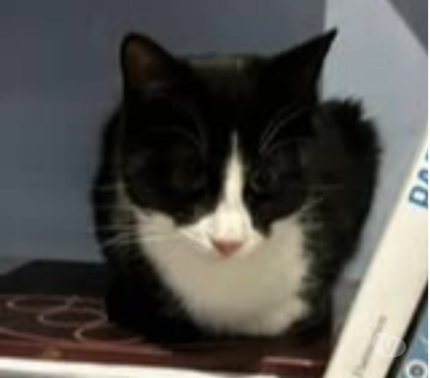 Don animaux Drôme Claveyson - 26240 - Photos Vivastreet Chat ANAKIN à l adoption