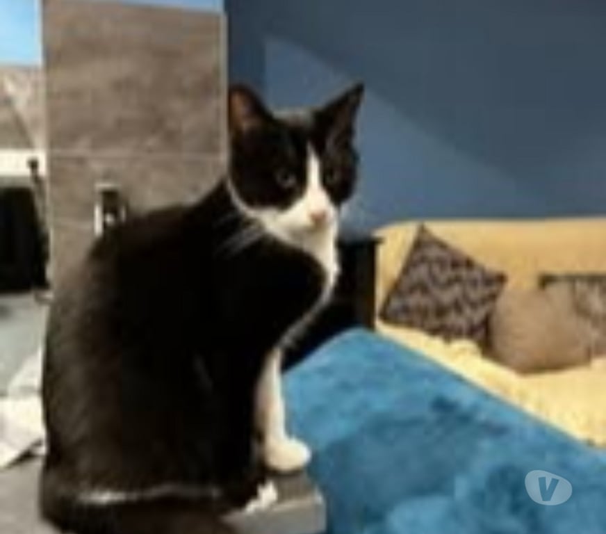 Don animaux Drôme Claveyson - 26240 - Photos Vivastreet Chat ANAKIN à l adoption