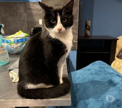 Adoption animaux Claveyson Drôme - Photos Vivastreet Chat ANAKIN à l adoption