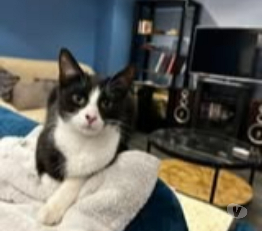 Don animaux Drôme Claveyson - 26240 - Photos Vivastreet Chat ABY à l adoption