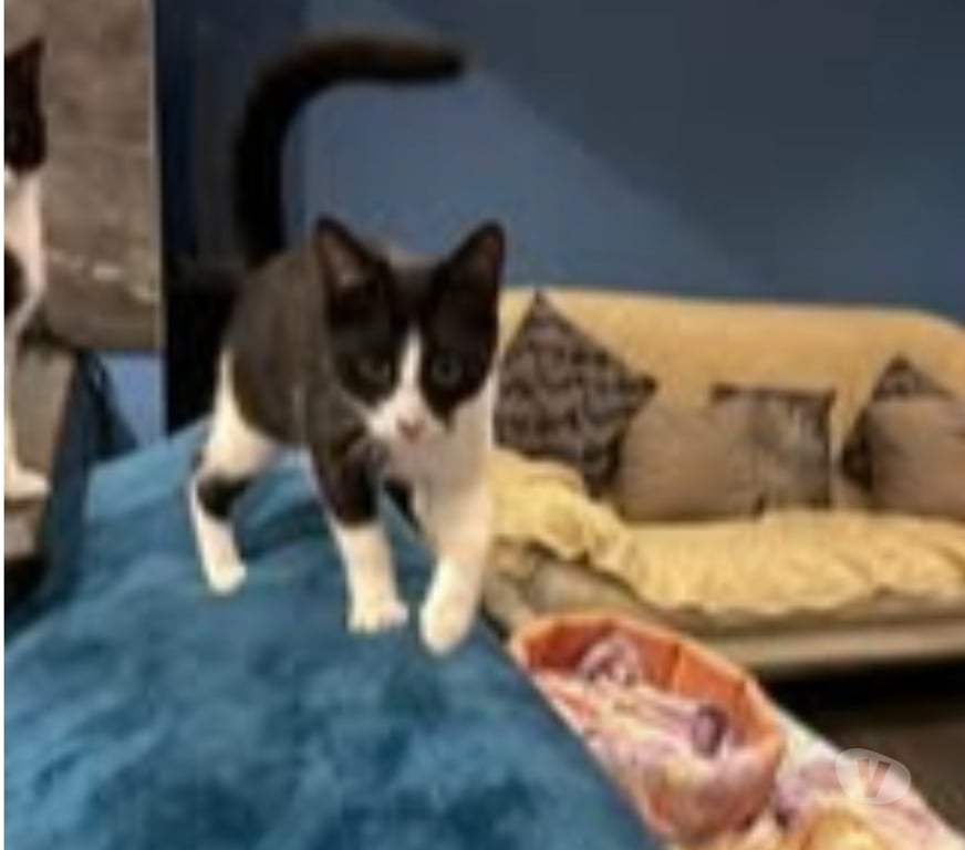 Don animaux Drôme Claveyson - 26240 - Photos Vivastreet Chat ABY à l adoption