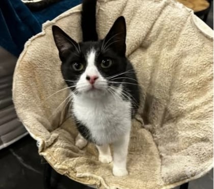 Don animaux Claveyson Drôme - Photos Vivastreet Chat ABY à l adoption