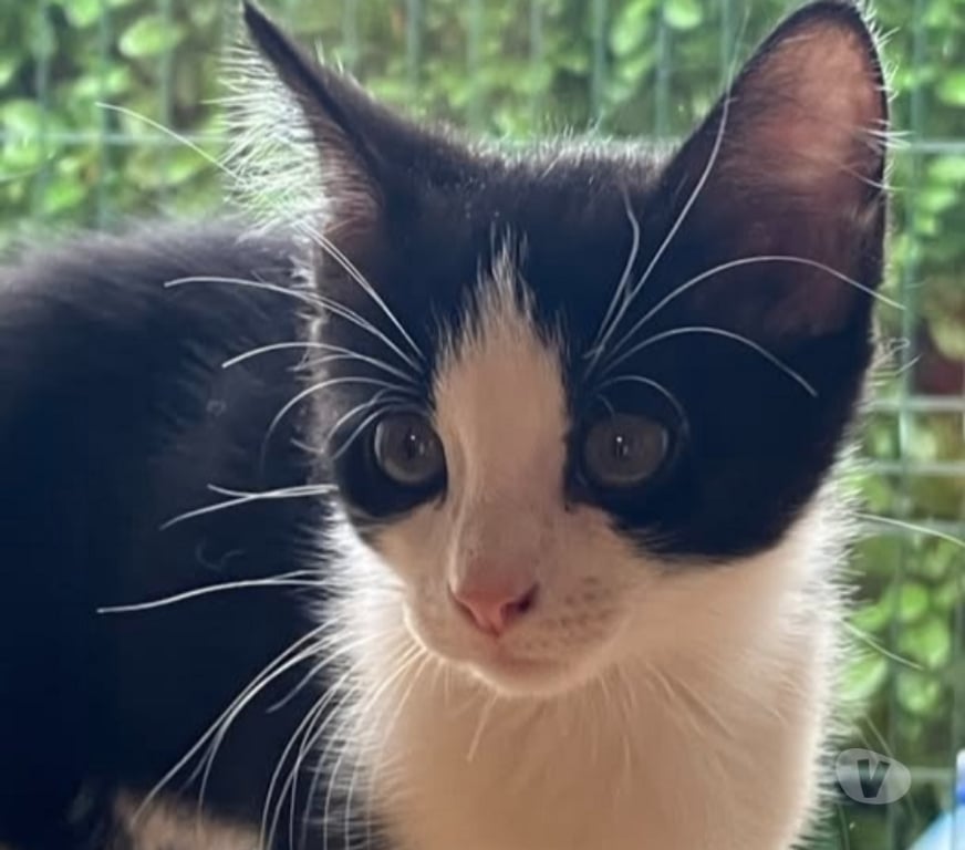 Don animaux Drôme Valence - 26000 - Photos Vivastreet Chat AMANDINE à l adoption