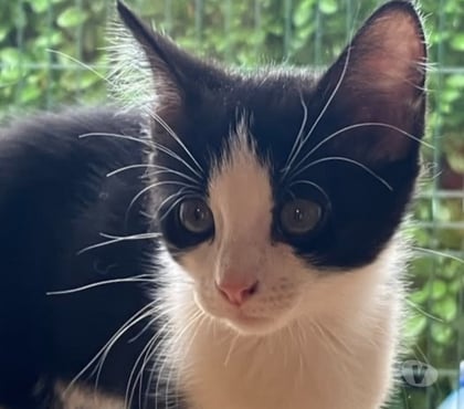 Adoption animaux Valence Drôme - Photos Vivastreet Chat AMANDINE à l adoption