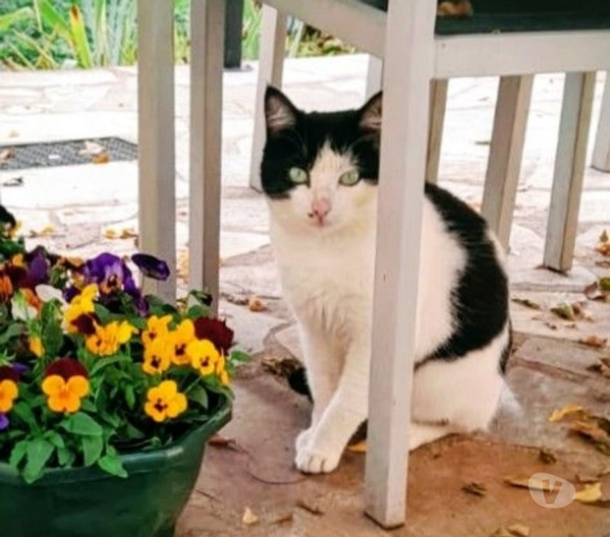 Don animaux Drôme Crest - 26400 - Photos Vivastreet Chat LULU à l adoption