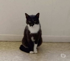 Chat POMPONNETTE à l adoption