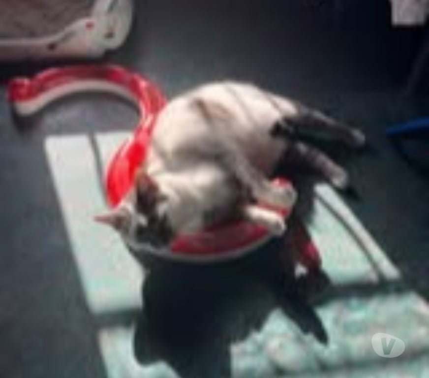 Don animaux Gard Tavel - 30126 - Photos Vivastreet Chat LOSTE à l adoption