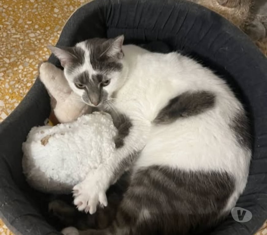 Don animaux Gard Tavel - 30126 - Photos Vivastreet Chat LOSTE à l adoption