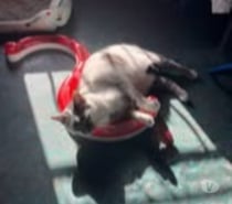 Chat LOSTE à l adoption