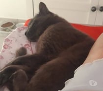 Chat CALINE à l adoption