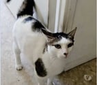 Chat POMPON à l adoption