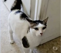 Chat POMPON à l adoption