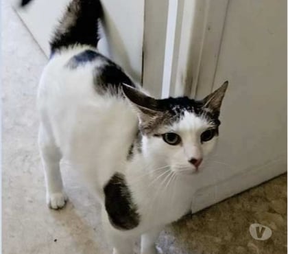 Don animaux Vinsobres Drôme - Photos Vivastreet Chat POMPON à l adoption