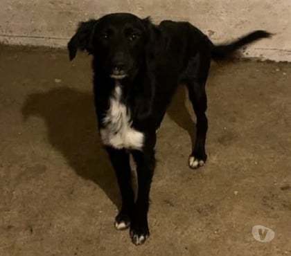 Don animaux Maringes Loire - Photos Vivastreet Chien LOLA à l adoption