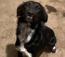 Chien VULCAIN à l adoption