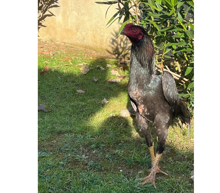 Vente Corrèze Brive la Gaillarde - 19100 - images_alt_text Coq pur turc 7 mois