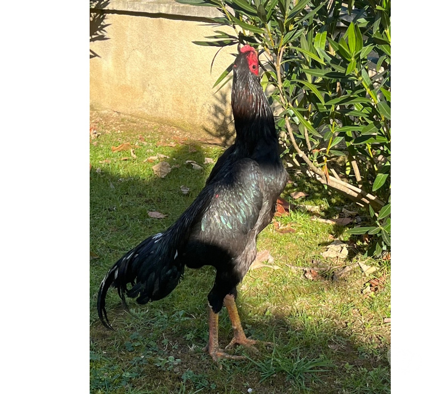 Vente Corrèze Brive la Gaillarde - 19100 - images_alt_text Coq pur turc 7 mois