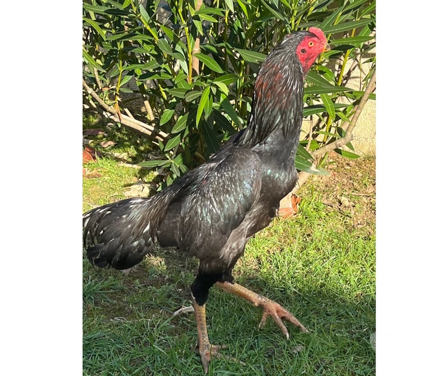 Vente Corrèze Brive la Gaillarde - 19100 - images_alt_text Coq pur turc 7 mois