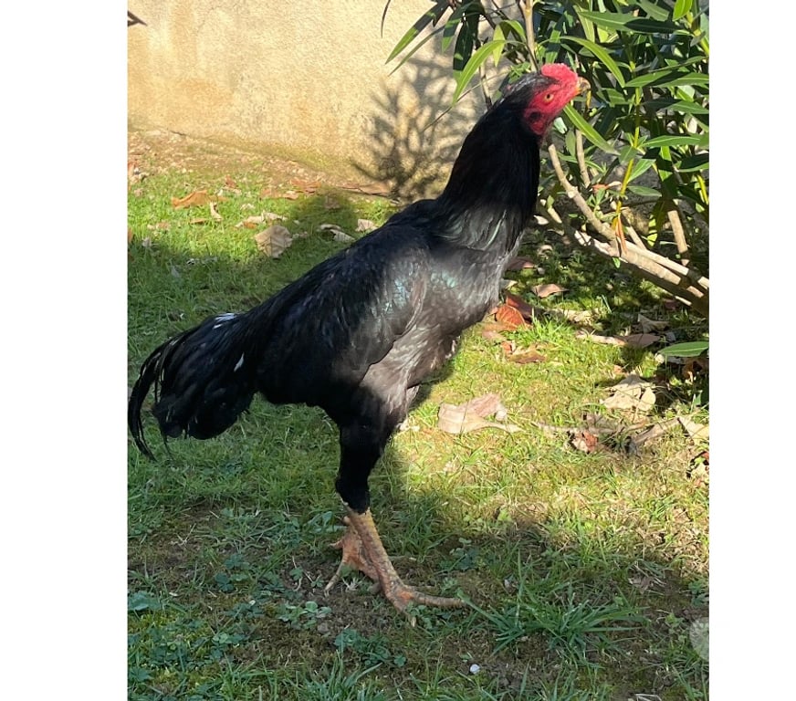 Vente Corrèze Brive la Gaillarde - 19100 - images_alt_text Coq pur turc 7 mois