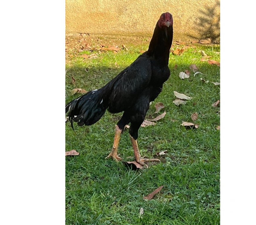 Vente Corrèze Brive la Gaillarde - 19100 - images_alt_text Coq pur turc 7 mois