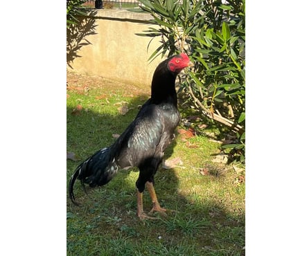 Vente Brive la Gaillarde Corrèze - Photos Vivastreet Coq pur turc 7 mois