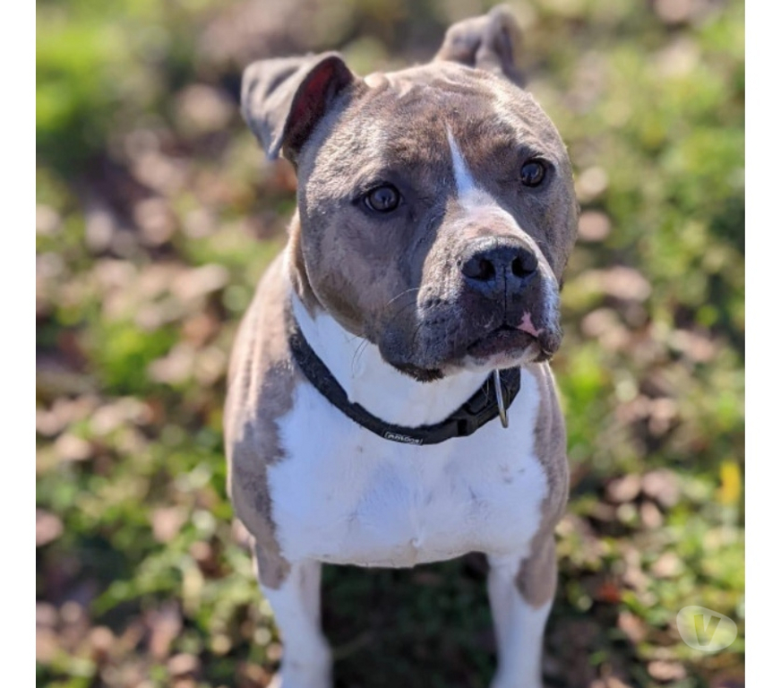 Don animaux Hautes-Pyrénées Tarbes - 65000 - Photos Vivastreet TIAGO staff lof 7 ans lof