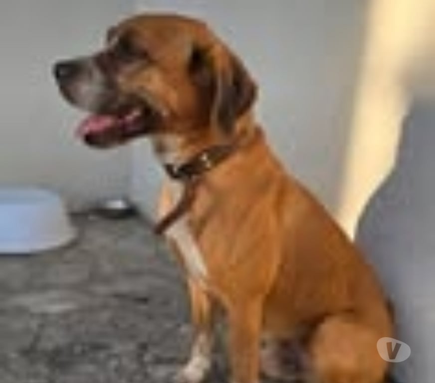 Don animaux Drôme St Barthelemy de Vals - 26240 - Photos Vivastreet Chien MUFFIN à l adoption