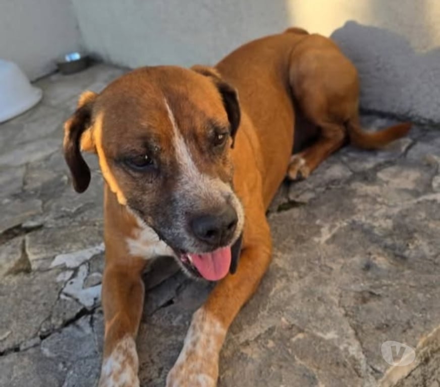 Don animaux Drôme St Barthelemy de Vals - 26240 - Photos Vivastreet Chien MUFFIN à l adoption