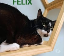 Chat FELIX à l adoption
