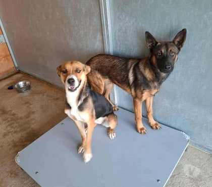 Don Marseille Marseille - Photos Vivastreet Chien PEPPER à l adoption