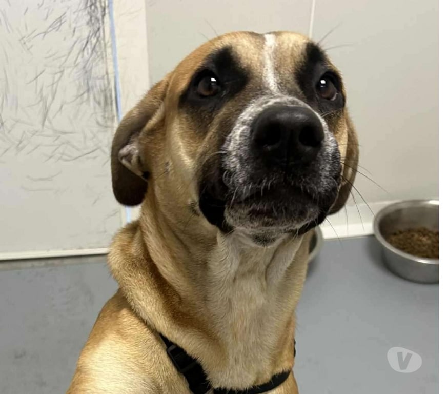 Don animaux Bouches-du-Rhône Marseille - Photos Vivastreet Chien SWEETY à l adoption