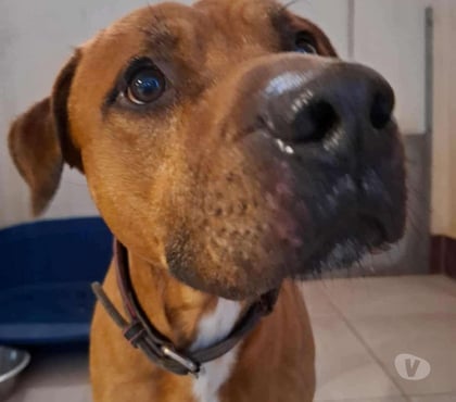 Don animaux Marseille Marseille - Photos Vivastreet Chien JACK à l adoption