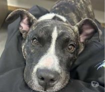 Chien LOVA à l adoption